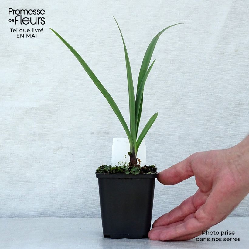 Amostra de Agapanto Black Pantha Vaso de 8/9 cm tal como entregue na primavera