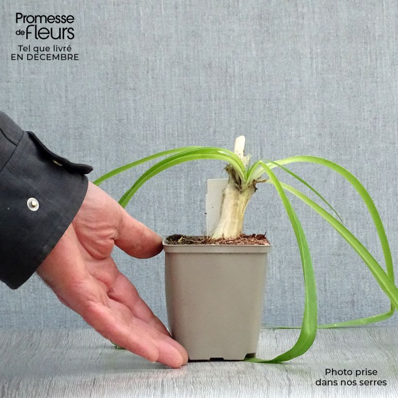 Amostra de Agapanthe Blue Heaven Vaso de 8/9 cm tal como entregue no inverno