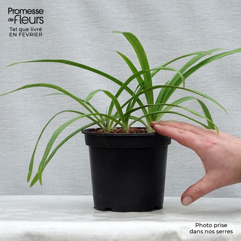 Amostra de Agapanthe Blue Heaven Vaso de 2 L/3 L tal como entregue no inverno