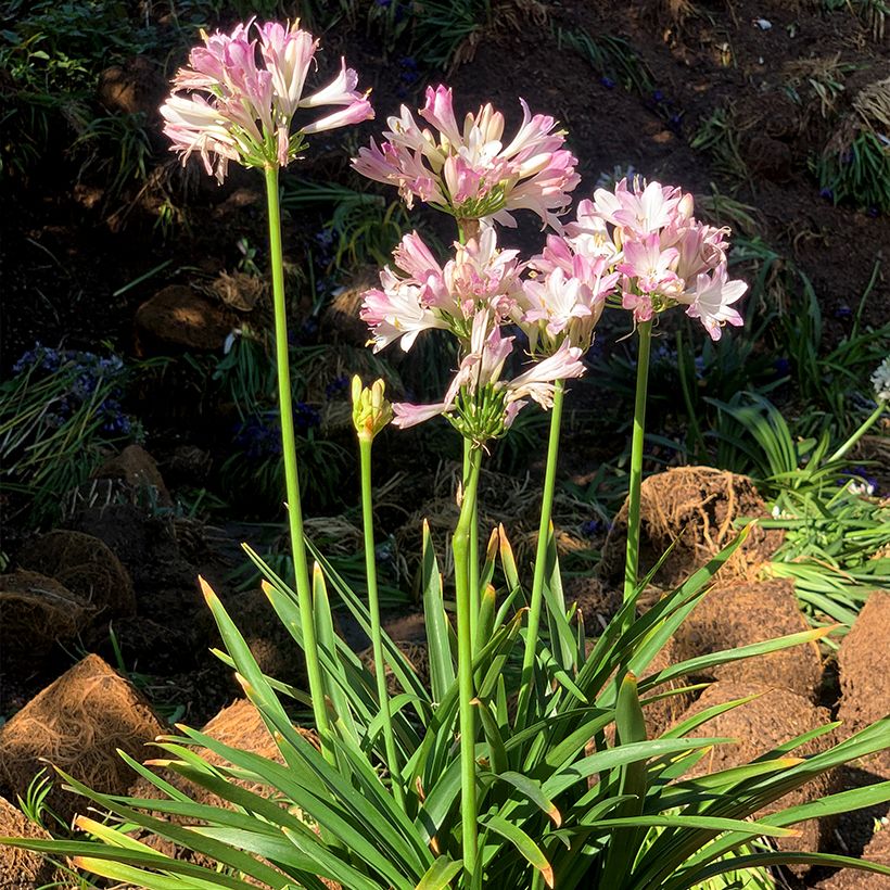 Agapanto Blush Pink (Hábito)