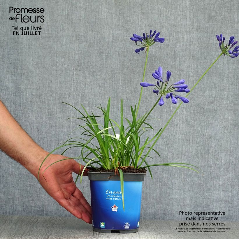 Amostra de Agapanto Brilliant Blue Vaso de 2 L/3 L tal como entregue no verão