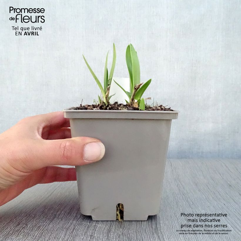 Amostra de Agapanto Celebration Vaso de 1 L/1,5 L tal como entregue na primavera