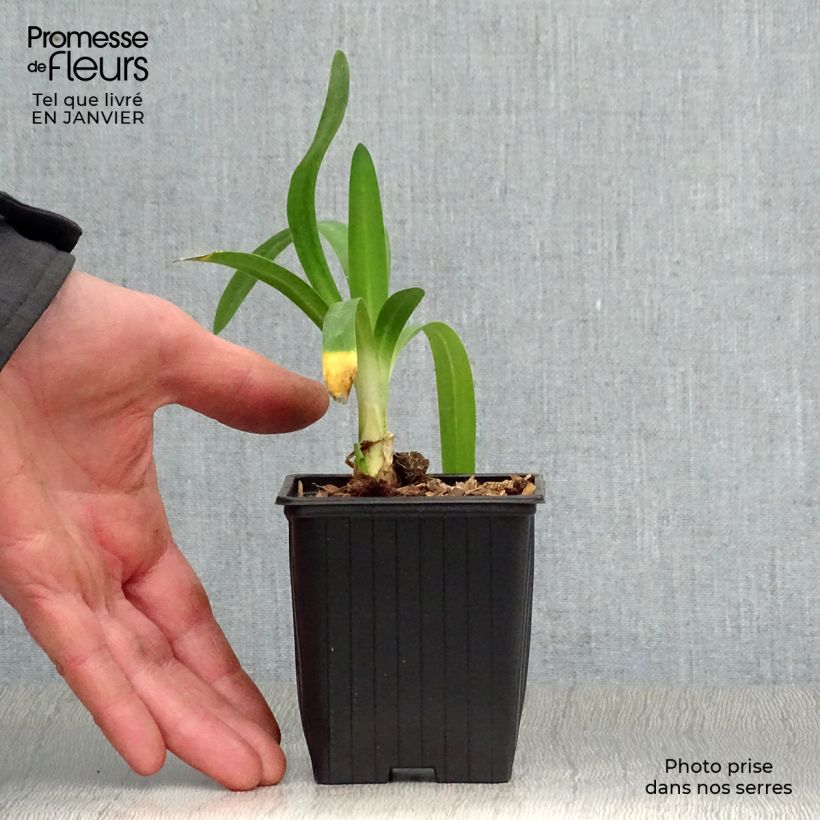 Amostra de Agapanto Charlotte Vaso de 8/9 cm tal como entregue no inverno