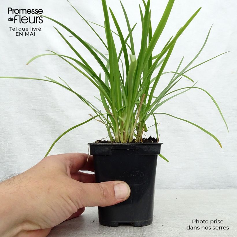 Amostra de Agapanto Charlotte Vaso de 8/9 cm tal como entregue na primavera