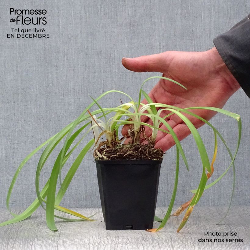Amostra de Agapanthe Docteur Brouwer Vaso de 8/9 cm tal como entregue no inverno