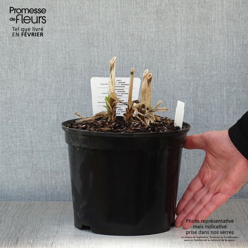 Amostra de Agapanthe Docteur Brouwer Vaso de 4 L/5 L tal como entregue no inverno