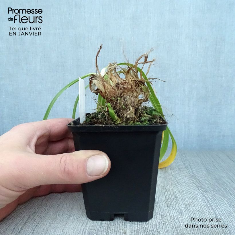 Amostra de Agapanthe Donau Vaso de 8/9 cm tal como entregue no inverno