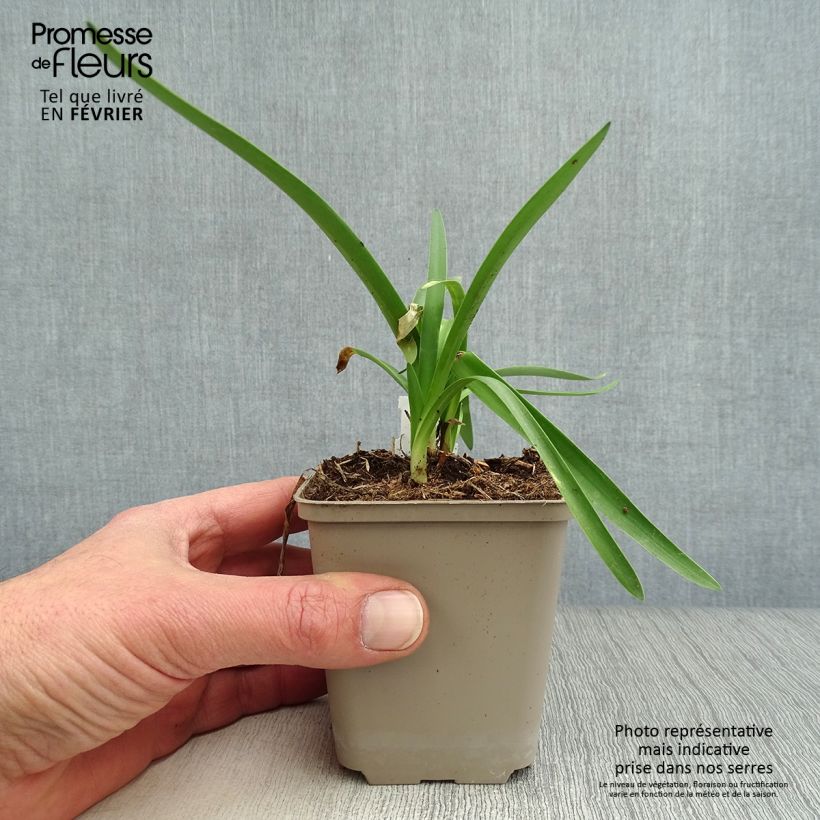 Amostra de Agapanthe Double Diamond Vaso de 8/9 cm tal como entregue no inverno