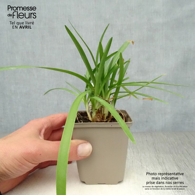 Amostra de Agapanto Double Diamond Vaso de 8/9 cm tal como entregue na primavera