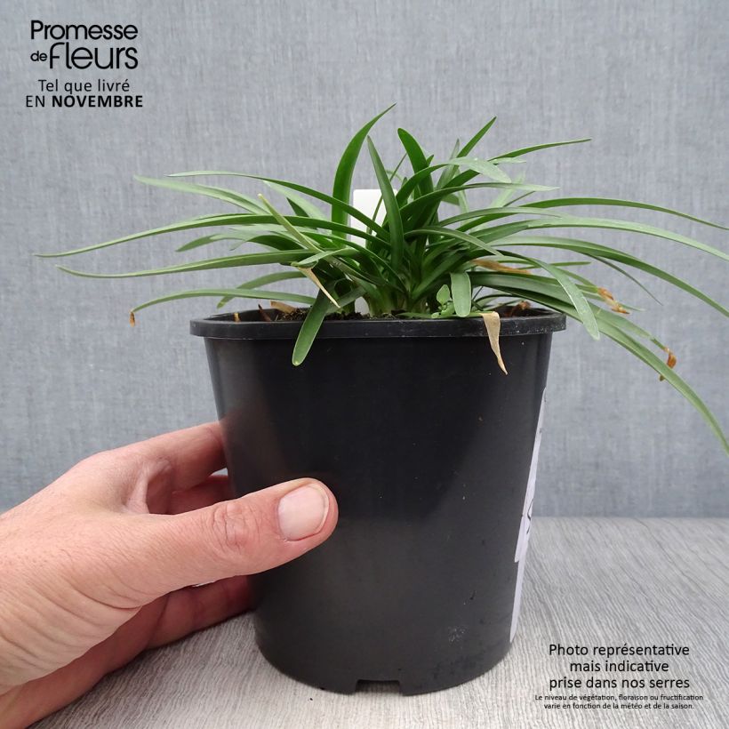 Amostra de Agapanto Double Diamond Vaso de 2 L/3 L tal como entregue no outono