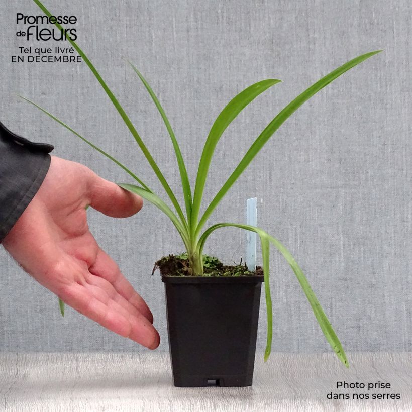 Amostra de Agapanthe Enigma Vaso de 8/9 cm tal como entregue no inverno