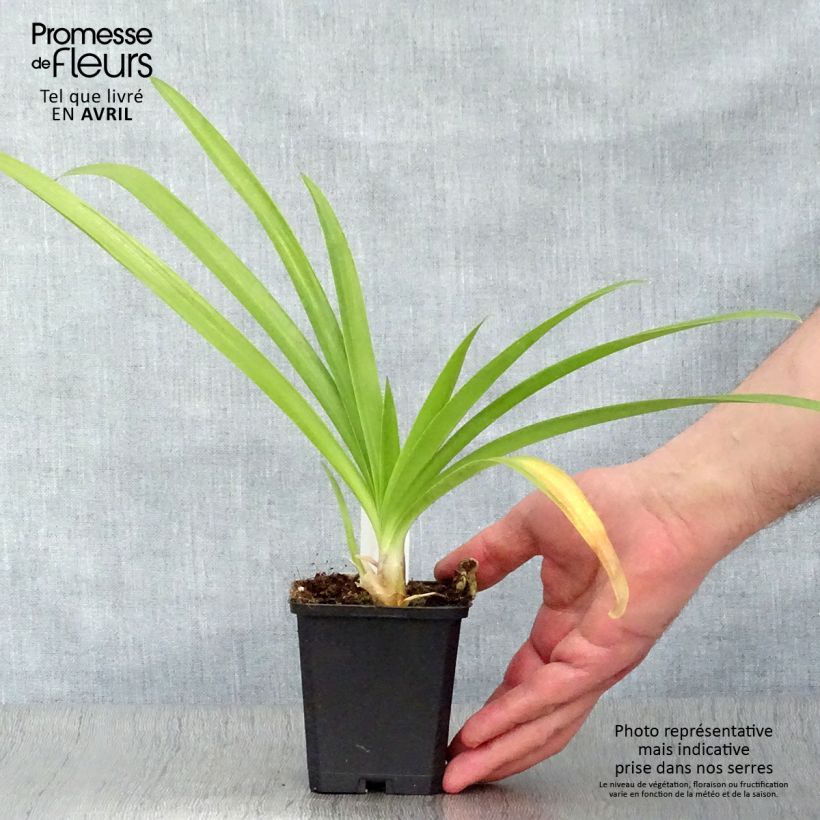 Amostra de Agapanto Enigma Vaso de 8/9 cm tal como entregue na primavera