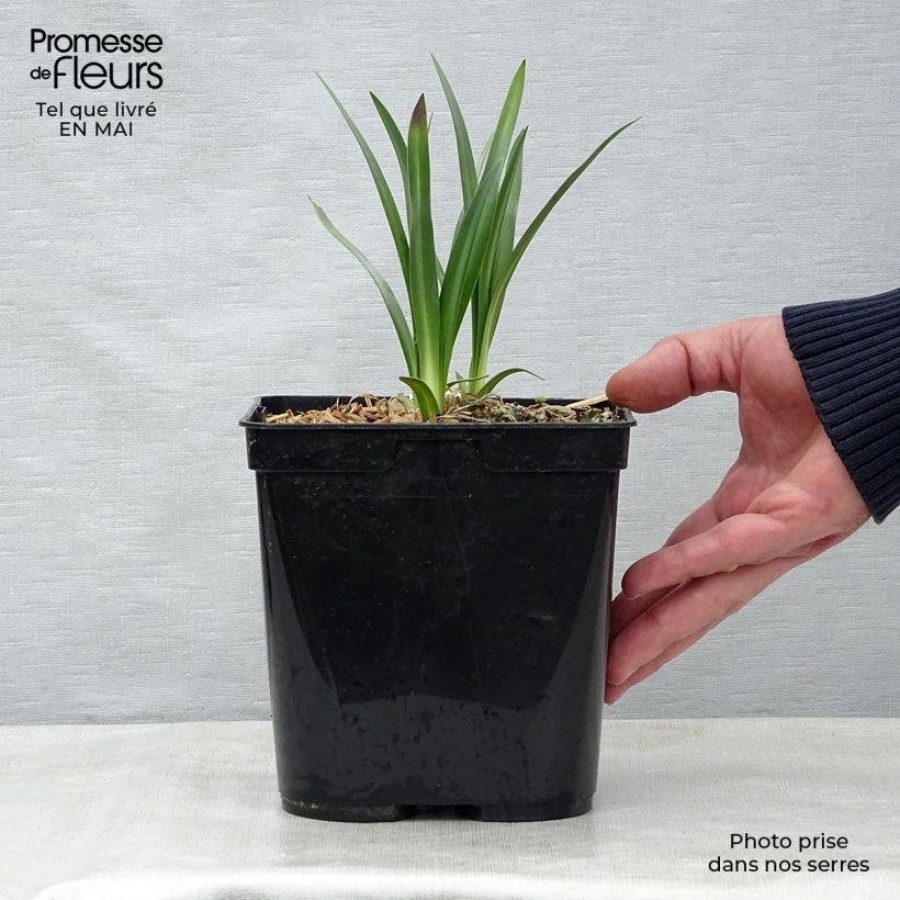 Amostra de Agapanto Flower of Love Vaso de 3 L/4 L tal como entregue na primavera