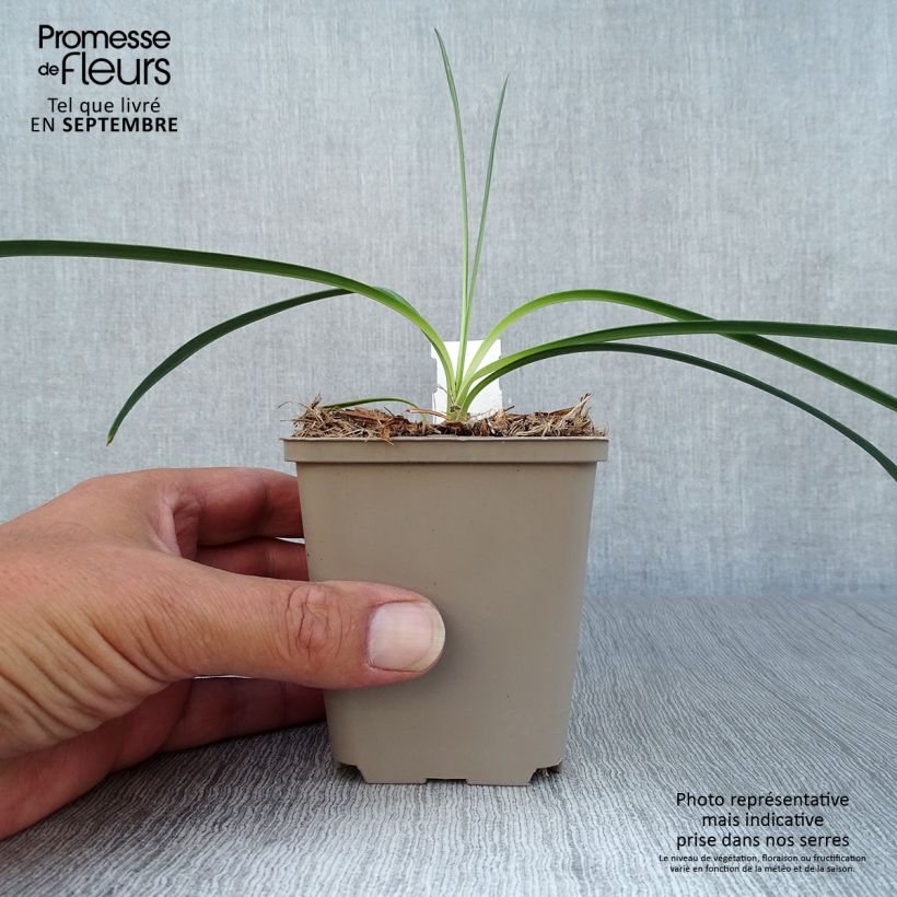 Amostra de Agapanto Flower of Love Vaso de 8/9 cm tal como entregue no outono