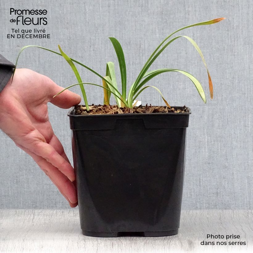 Amostra de Agapanto Flower of Love Vaso de 3 L/4 L tal como entregue no inverno