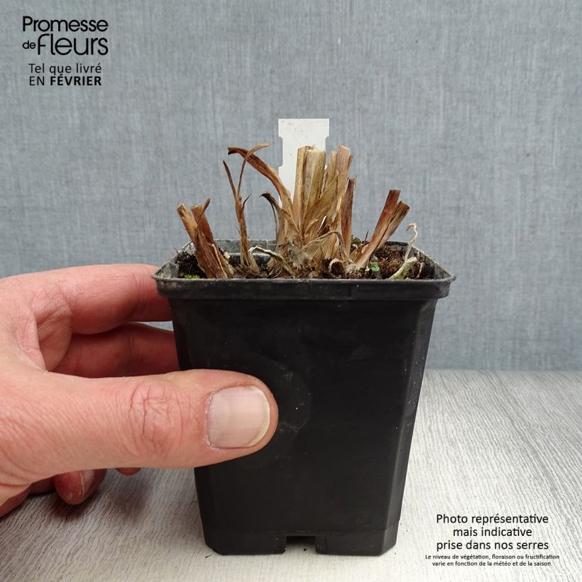 Amostra de Agapanthe Glacier Stream Godet de 8/9 cm tal como entregue no inverno