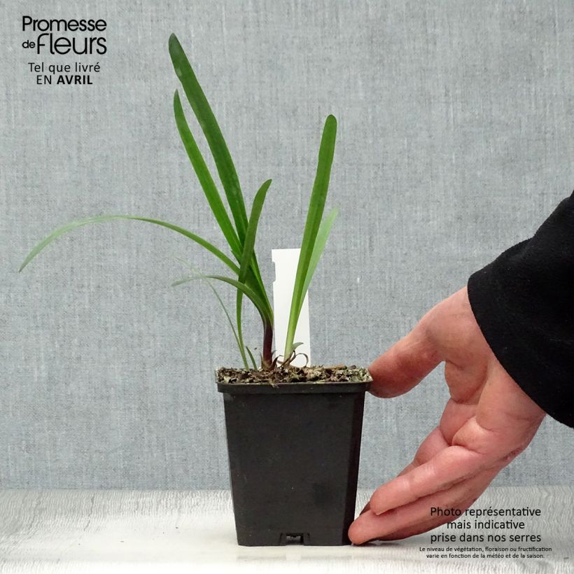 Amostra de Agapanto Glacier Stream Vaso de 8/9 cm tal como entregue na primavera