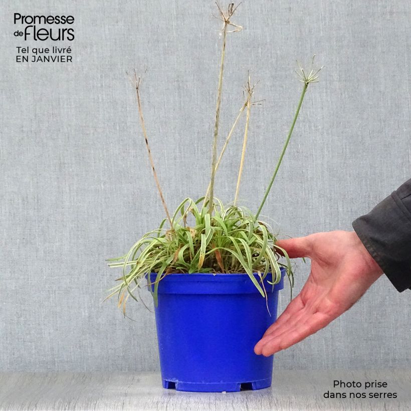 Amostra de Agapanthe Golden Drop Vaso de 2 L/3 L tal como entregue no inverno