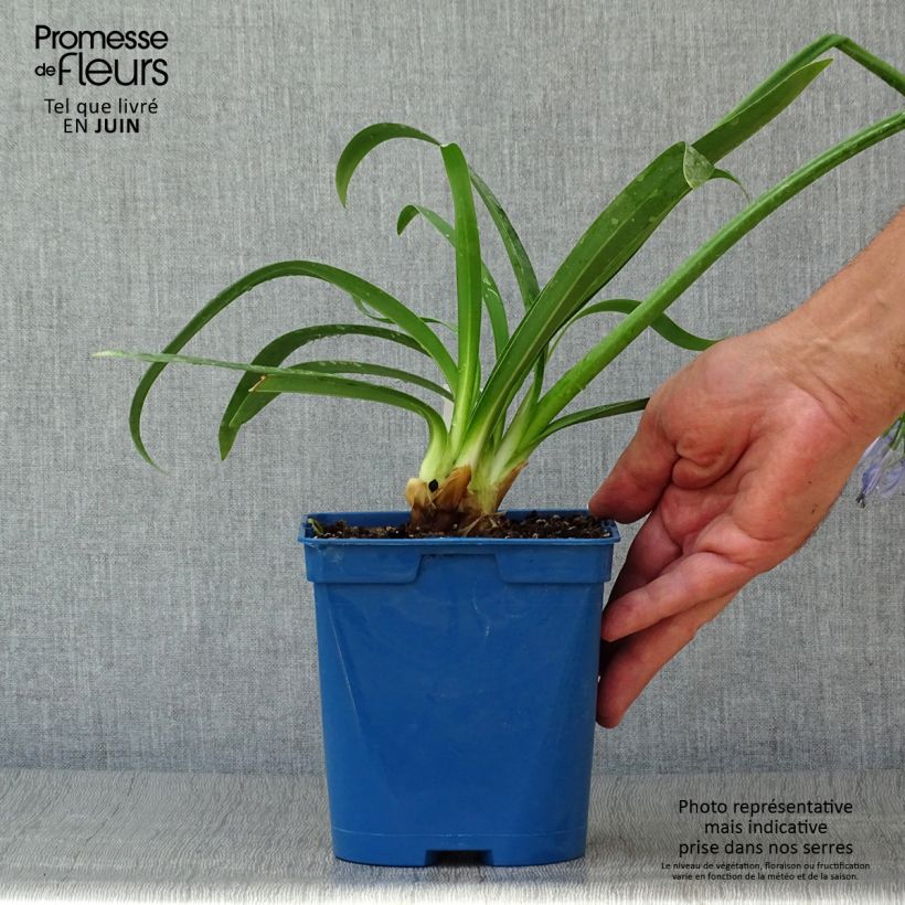 Amostra de Agapanto Graphite Blue Vaso de 2 L/3 L tal como entregue no verão