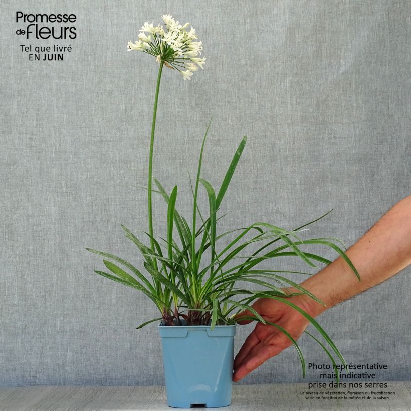 Amostra de Agapanto Graphite White Vaso de 2 L/3 L tal como entregue no verão