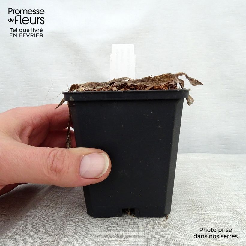 Amostra de Agapanthe Headbourne Blue Godet de 8/9 cm tal como entregue no inverno