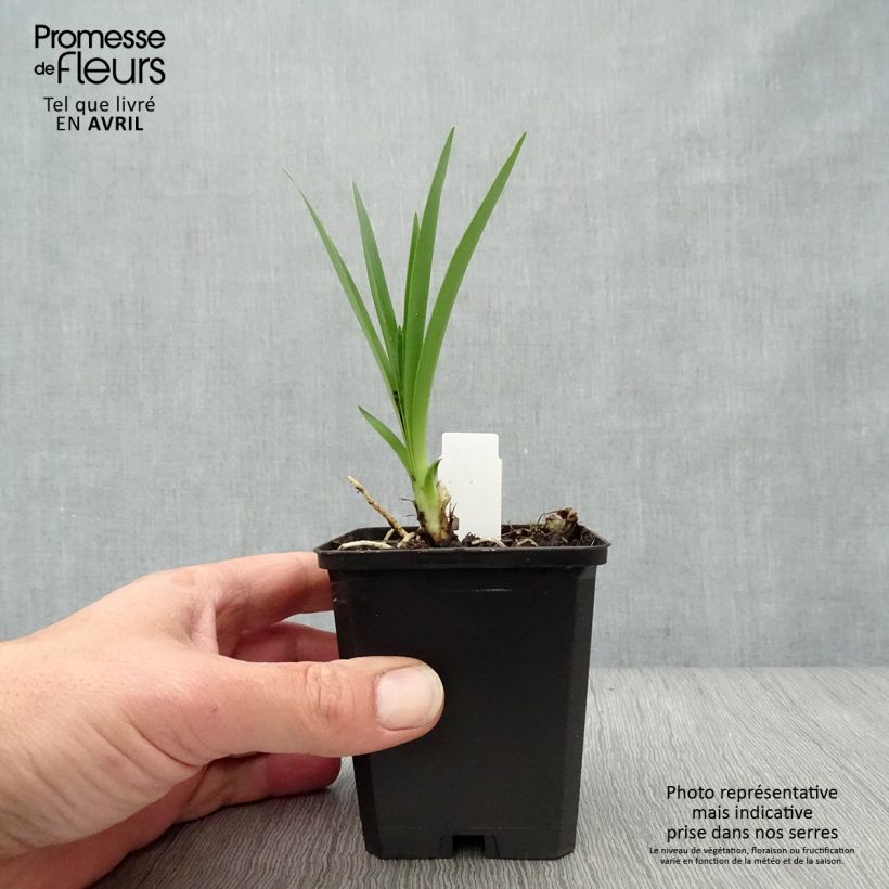 Amostra de Agapanto Headbourne Blue Vaso de 8/9 cm tal como entregue na primavera