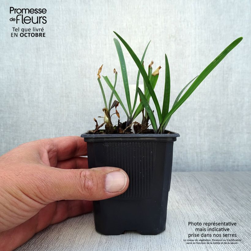 Amostra de Agapanto Intermedius Vaso de 8/9 cm tal como entregue no outono