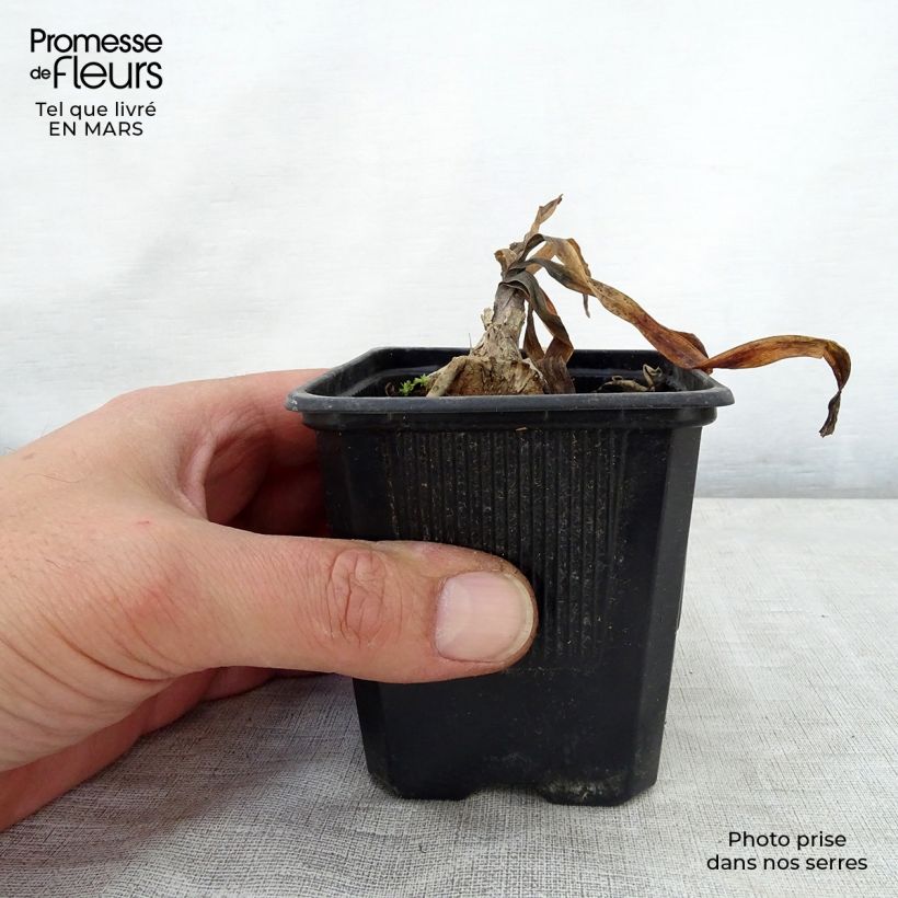 Amostra de Agapanto Intermedius Vaso de 8/9 cm tal como entregue na primavera
