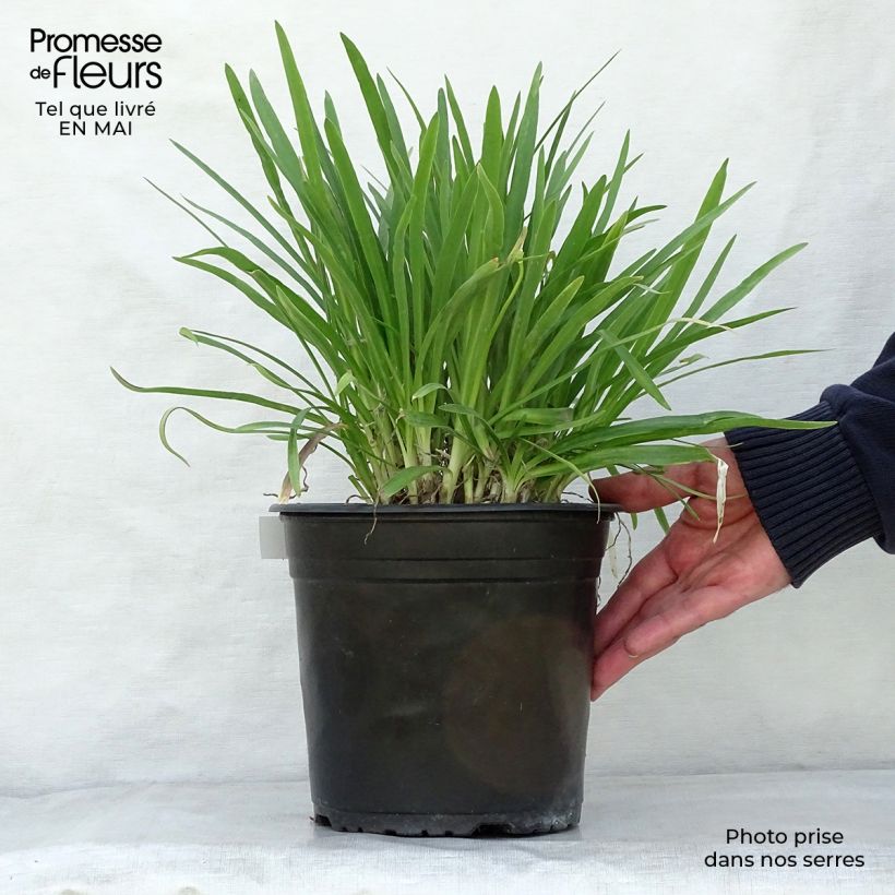 Amostra de Agapanto Lapis Lazuli Vaso de 2 L/3 L tal como entregue na primavera