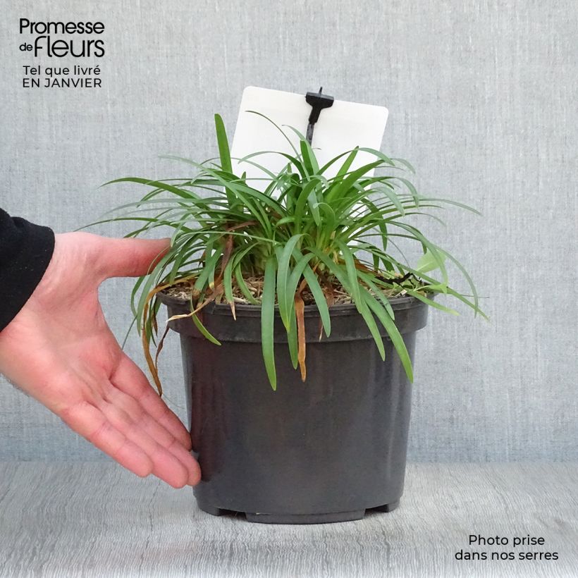 Amostra de Agapanthe Lapis Lazuli Vaso de 2 L/3 L tal como entregue no inverno