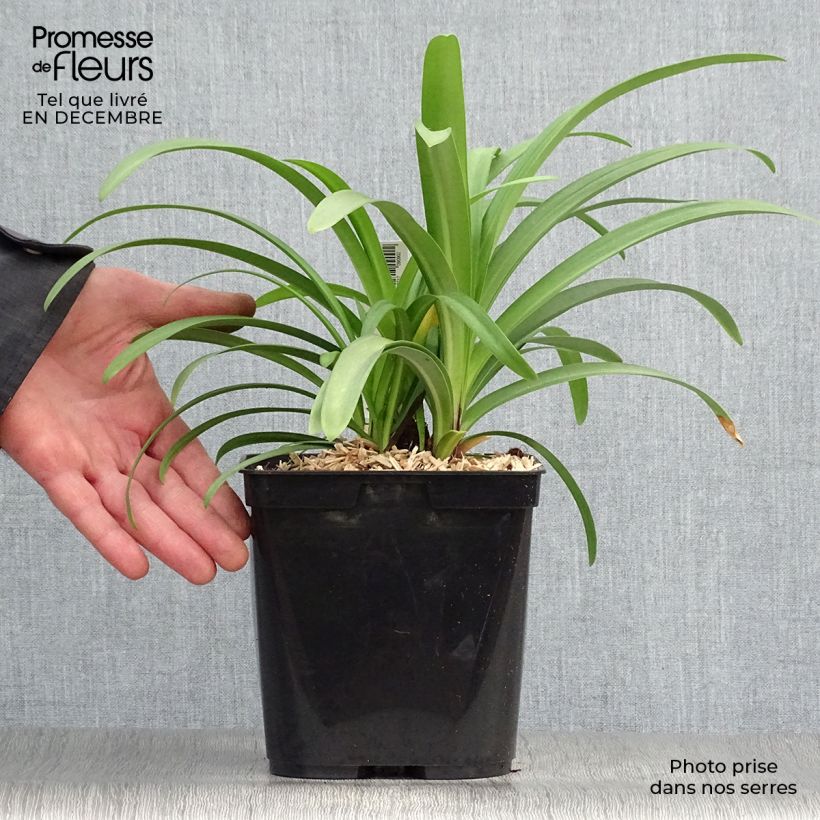 Amostra de Agapanthe Megan's Mauve Vaso de 2 L/3 L tal como entregue no inverno