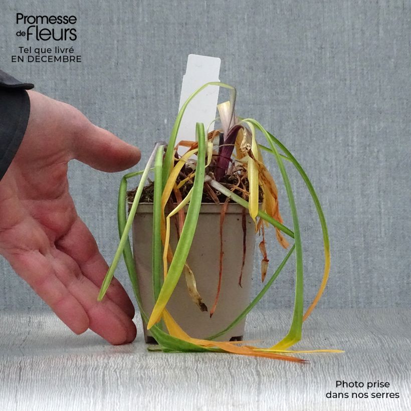 Amostra de Agapanto Navy Blue Vaso de 8/9 cm tal como entregue no inverno