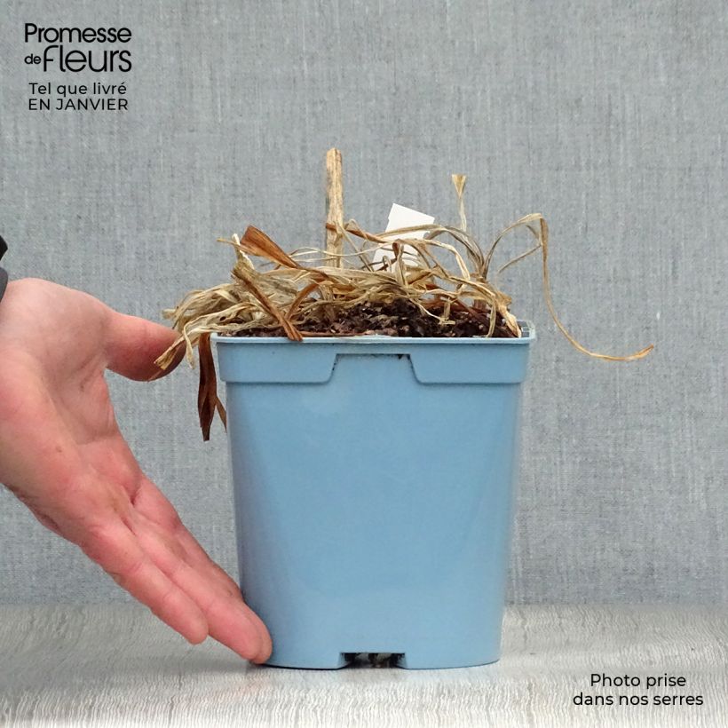 Amostra de Agapanto Navy Blue Vaso de 2 L/3 L tal como entregue no inverno