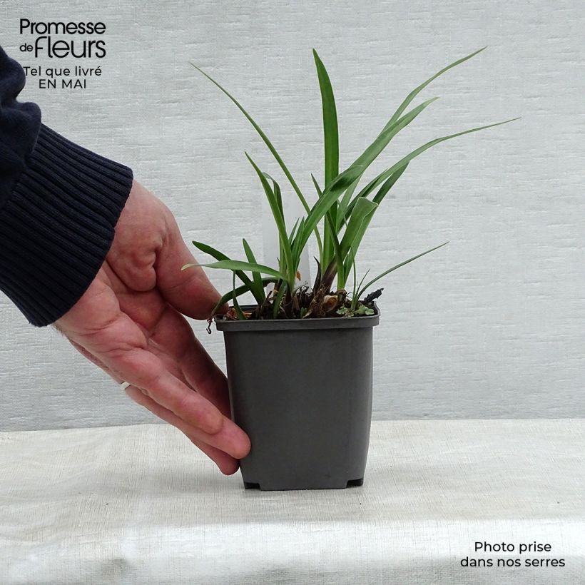 Amostra de Agapanto Navy Blue Vaso de 8/9 cm tal como entregue na primavera