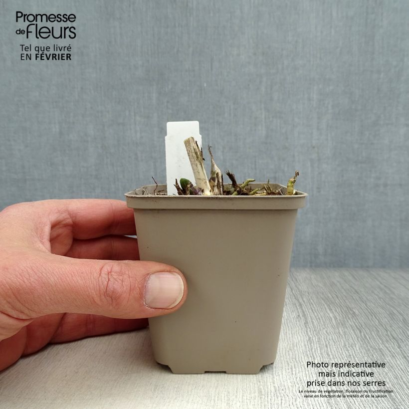 Amostra de Agapanto Northern Star Vaso de 8/9 cm tal como entregue no inverno