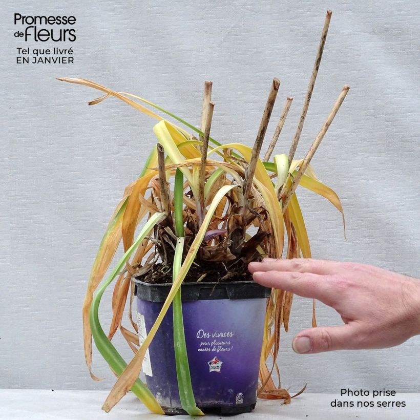 Amostra de Agapanto Northern Star Vaso de 2 L/3 L tal como entregue no inverno