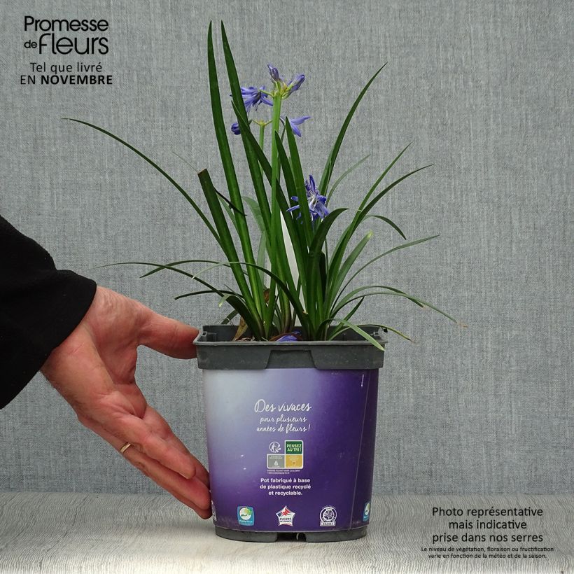 Amostra de Agapanto Northern Star Vaso de 2 L/3 L tal como entregue no outono