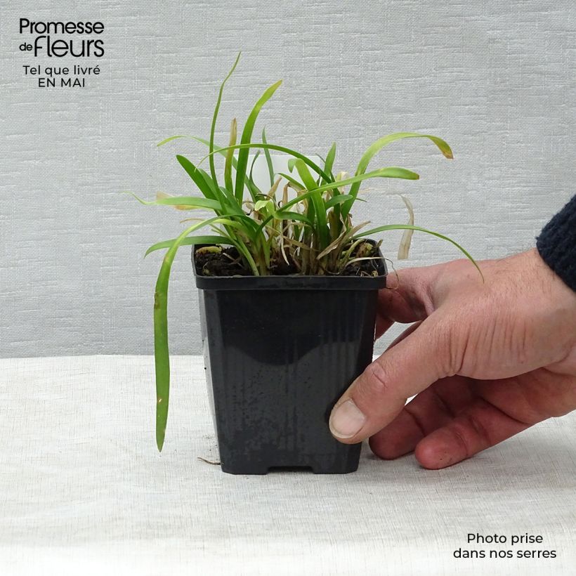 Amostra de Agapanto Peter Pan Vaso de 8/9 cm tal como entregue na primavera