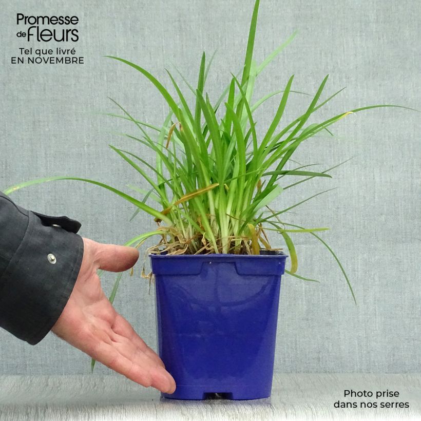 Amostra de Agapanto Pitchoune Blue Vaso de 2 L/3 L tal como entregue no outono