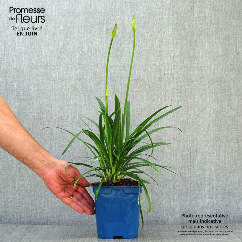 Amostra de Agapanto Pitchoune Blue Vaso de 2 L/3 L tal como entregue no verão
