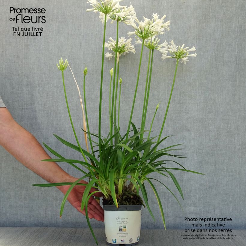 Amostra de Agapanto Pitchoune White Vaso de 2 L/3 L tal como entregue no verão