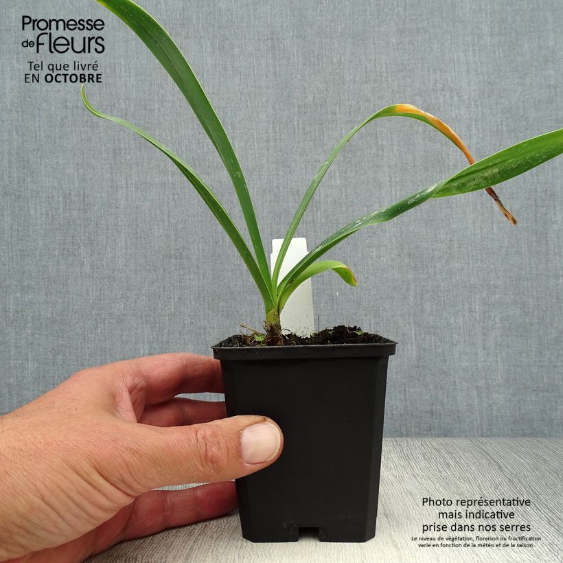 Amostra de Agapanto Polar Ice Vaso de 8/9 cm tal como entregue no outono