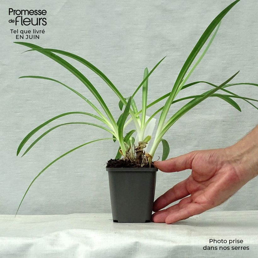 Amostra de Agapanto Polar Ice Vaso de 8/9 cm tal como entregue no verão