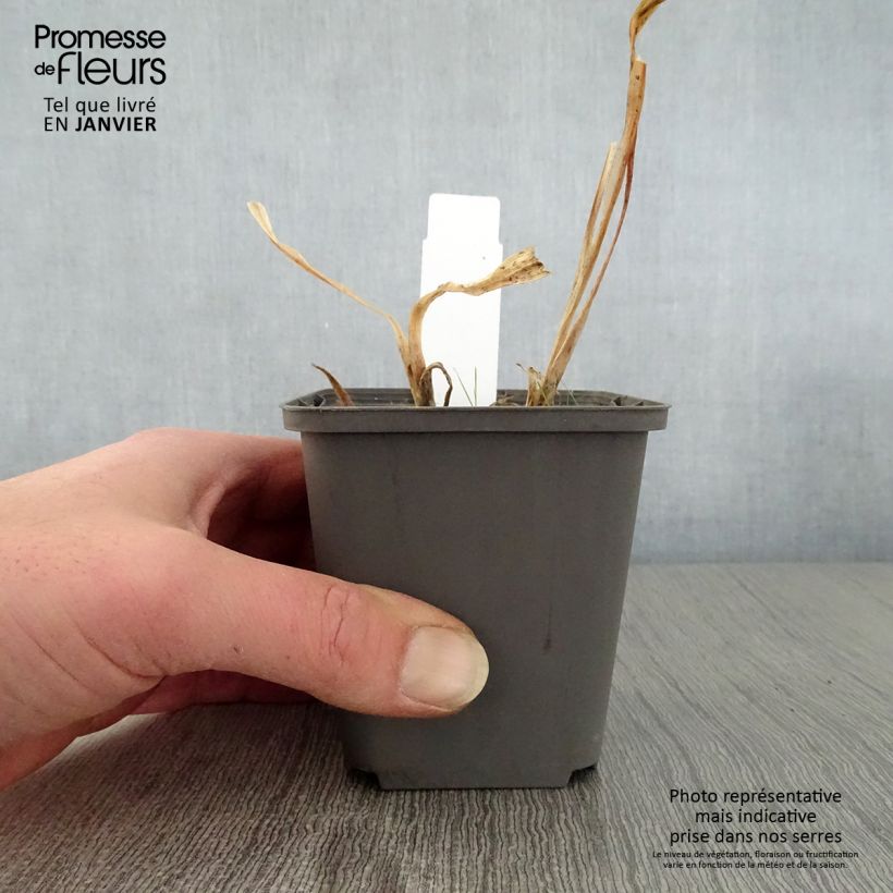 Amostra de Agapanthe Polar Ice Vaso de 8/9 cm tal como entregue no inverno