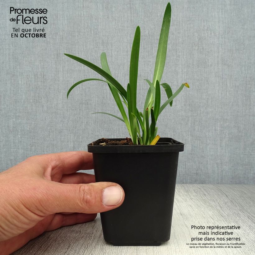 Amostra de Agapanto Pretty Sandy Vaso de 8/9 cm tal como entregue no outono
