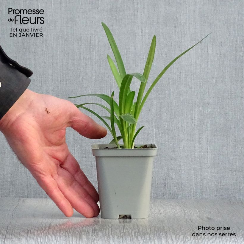 Amostra de Agapanthe Pretty Sandy Godet de 8/9 cm tal como entregue no inverno