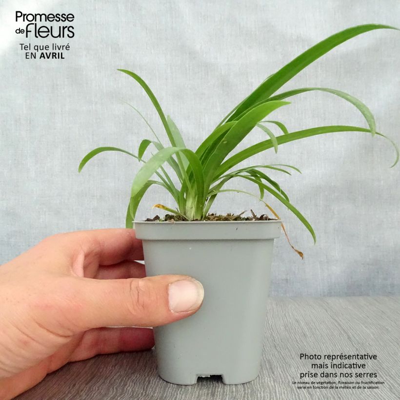 Amostra de Agapanto Pretty Sandy Vaso de 8/9 cm tal como entregue na primavera