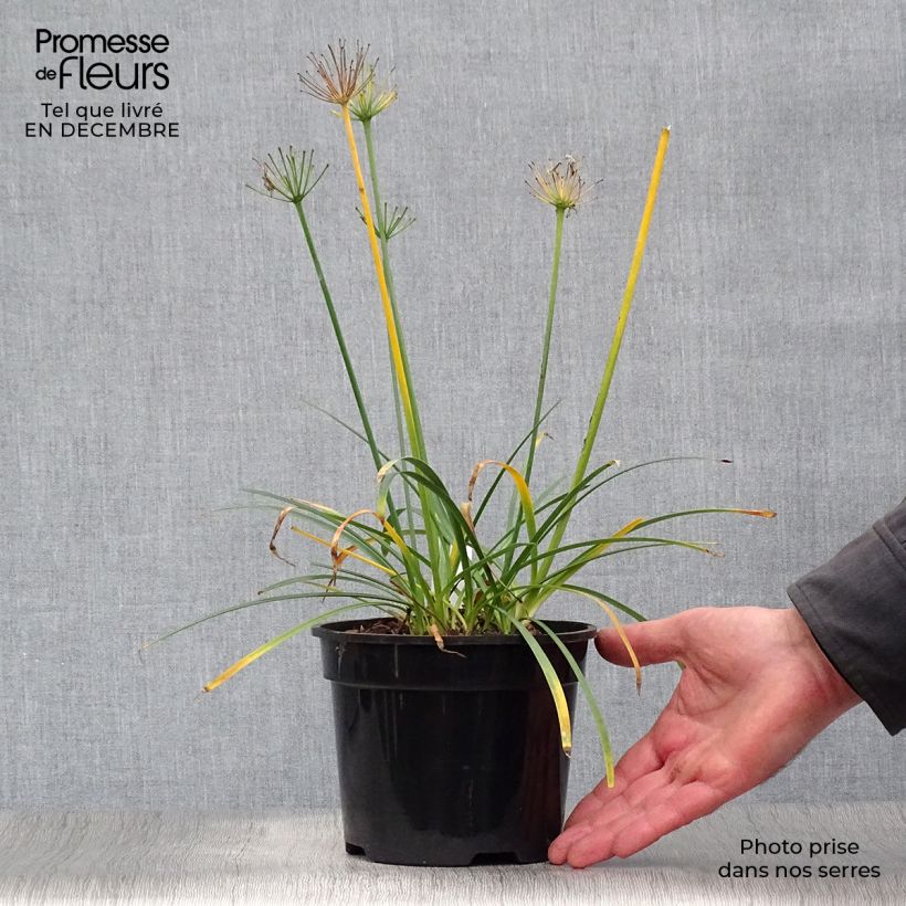 Amostra de Agapanthe Pretty Sandy Pot de 2L/3L tal como entregue no inverno