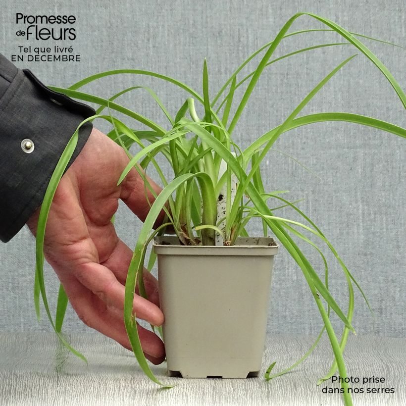 Amostra de Agapanthe Purple Cloud Vaso de 8/9 cm tal como entregue no inverno