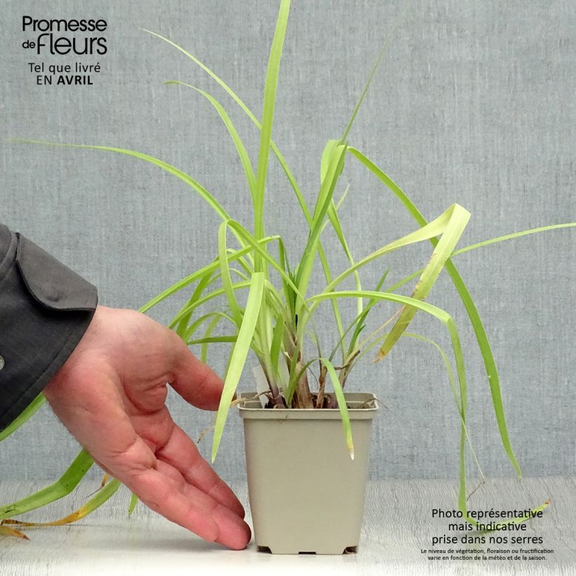 Amostra de Agapanto Purple Cloud Vaso de 8/9 cm tal como entregue na primavera